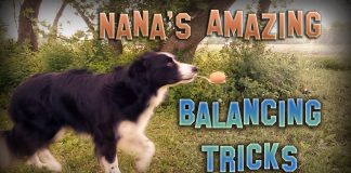 Nana’nın İnanılmaz Denge Gösterileri