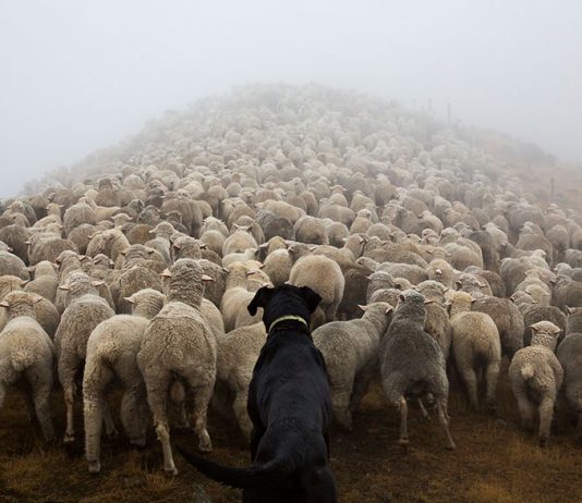 Dünya’nın En Çalışkan Köpekleri